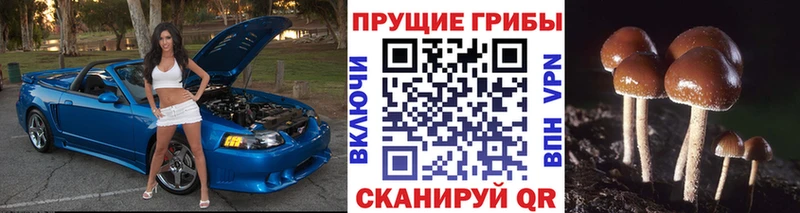 купить наркотики цена  Верещагино  Псилоцибиновые грибы Cubensis 